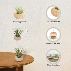 It Blooms Air Plants and Pink Sea Urchin Gift Pack