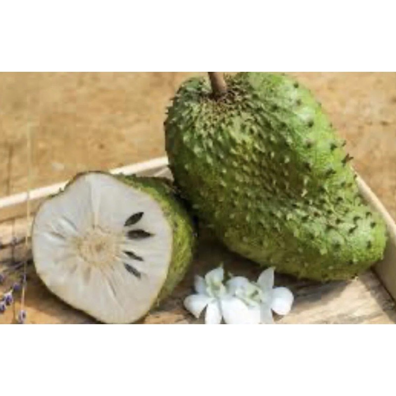 Tree Annona Muricata Graviola Soursop Guanabana Potted Tropical 5-9 inches