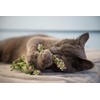 ShopSense Premium Catnip Spray - Your Cat's Ultimate Playtime Stimulant