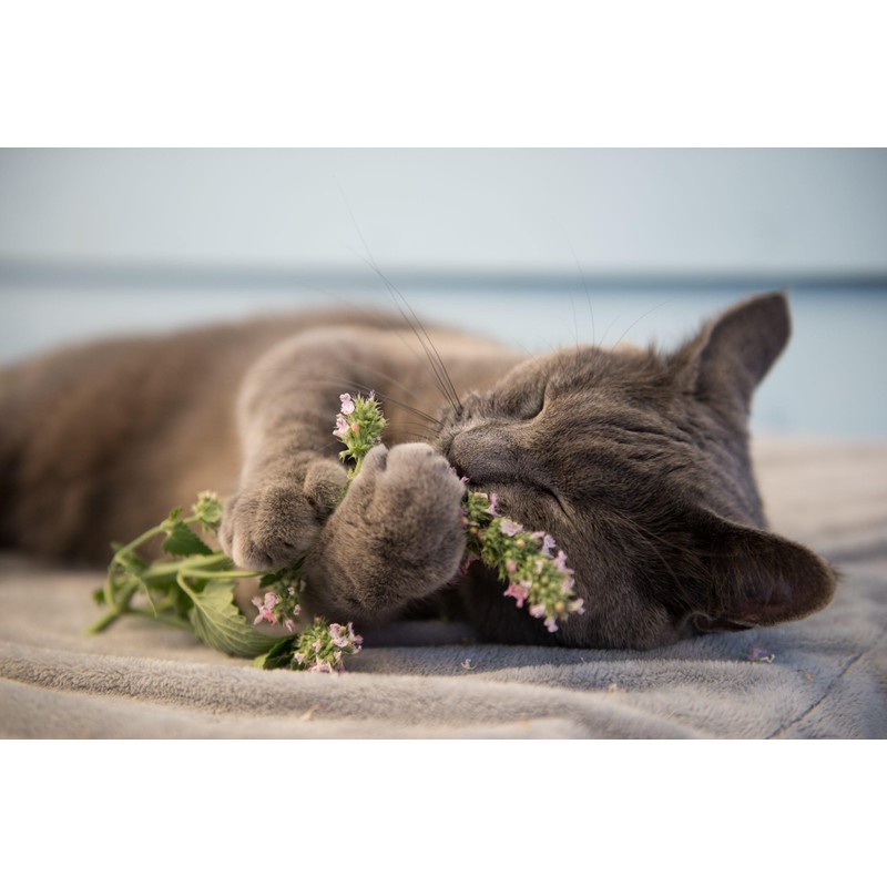 ShopSense Premium Catnip Spray - Your Cat's Ultimate Playtime Stimulant