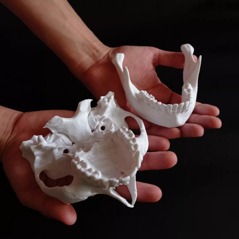 MiniMex 3D Paquete De 4 Modelos Anatómicos Maxilar Y Mandíbula