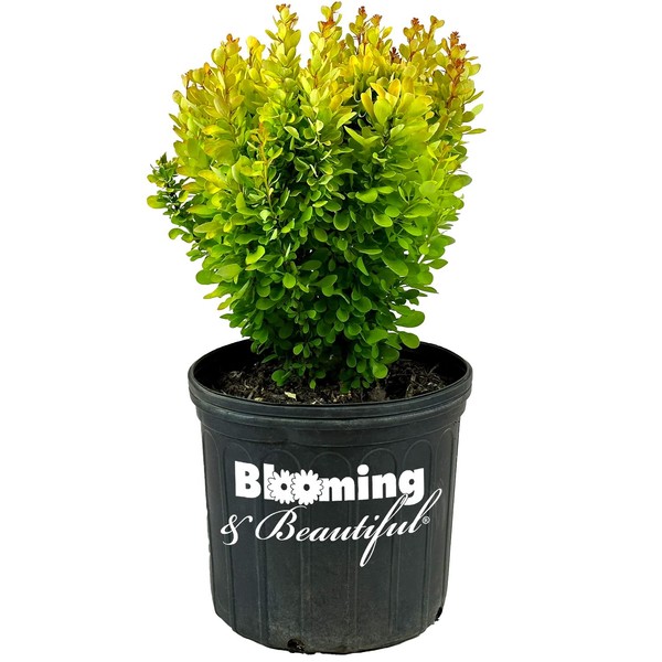 Blooming & Beautiful - Golden Rocket Barberry - 3 gal