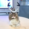 Realistic Jackalope Furry Wild Animal Replica Figurine Easter Bunny Spring