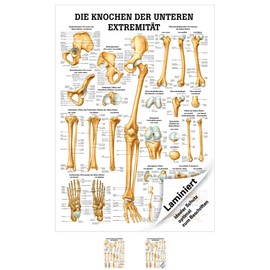 Sport-Tec The Bones of the Lower Extremity Mini Poster Anatomy 34 x 24 cm