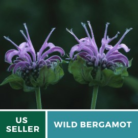 Fresh Bee Balm, Wild Bergamot - Mintleaf (Monarda Fistulosa) - GMO Free - 100+ seeds