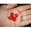 World's Smallest Tomato Spoon Currant Tomato! 20 Seeds!