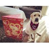 Pack of 2 Dog Bandana Valentines Day - Reversible Buffalo