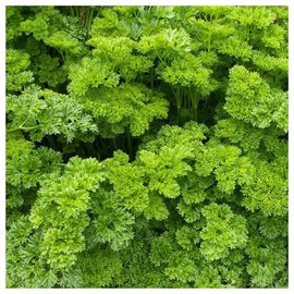 Everwilde Farms - 1/4 Lb Organic Moss Curled Parsley Seeds - Gold Vault