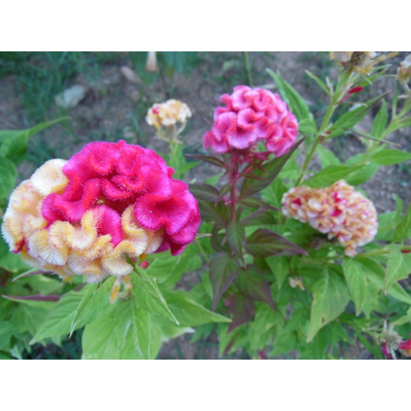 HUGE Brain Celosia! CRAZY MIXED COLORS 100 Seeds!