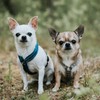 Hurtta Casual Padded Dog Y-Harness, Heather, 18 in