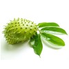 Zokiva Nutritionals Graviola Tea 100 Bags Soursop - Organic Annona