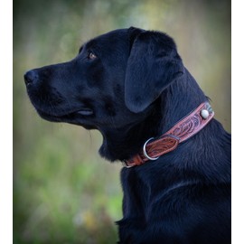 Jack & Russell Unique Leather Dog Collar, Hand Carved, Pearls and Padded, Buffalo Leather Collar, Brown Pearl (M (31.5-40.0 cm)