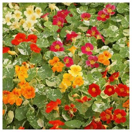 Everwilde Farms - 1 Oz Alaska Mix Dwarf Nasturtium Wildflower Seeds - Gold Vault