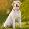 Collares de Perro Personalizados con Nombre, Grabado Personalizado Perros Collar