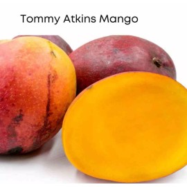 Tree Tommy Atkins Mango Tree GRAFTED 2-4 Ft Tall.Ship To All States. Actual Photos