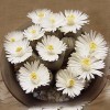 Mixed White Flower Lithops Seeds, Succulent Plants, 100pcs/pack