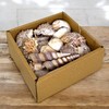 MIJOMA Decorative Shell Set - Natural Shells for Creative Decoration