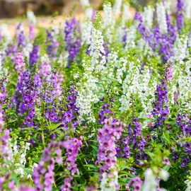 Angelonia Flower Garden Seeds - Serena Mix Waterfall - Packet of 10 Seeds - Pelleted - Annual Flower Gardening - Angelonia angustifolia
