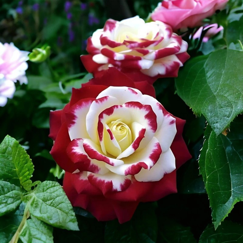JQBay Unique Heirloom Twin Roses Seeds - 20pcs Non-GMO with