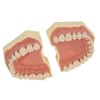 Dental Teaching Model Soft Gum 32 Teeth Dental Demonstration Teeth
