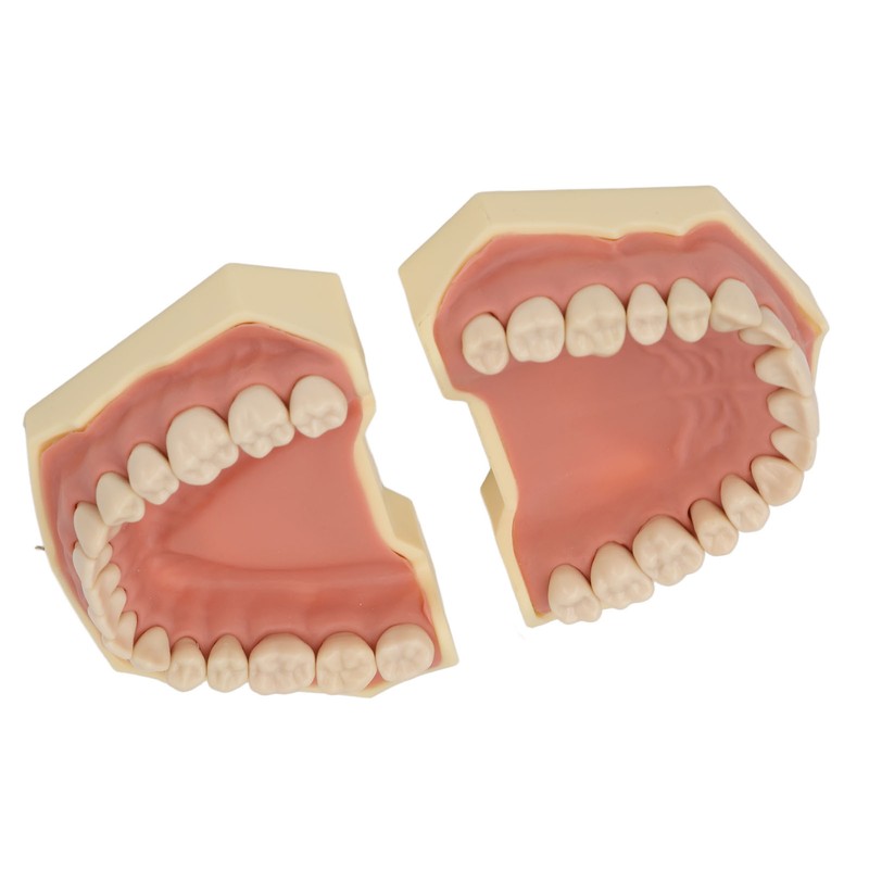 Dental Teaching Model Soft Gum 32 Teeth Dental Demonstration Teeth