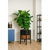 D'vine Dev Ceramic Planter with Ebony Stand - 12 Inch