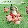 48 in x 150 ft, 2 inch Metal Mesh Pencing,