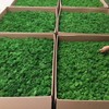 Preserved Moss Gardenning Art Wall Decor Moss Bulk Micro Landscape