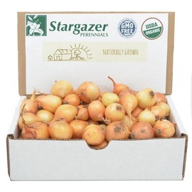 Stargazer Perennials Yellow Stuttgarter Onion Sets 8 oz | Organic Non-GMO Bulbs - Easy to Grow…