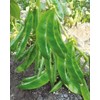Sem Phali Heirloom Flat Bean Seeds for Planting, Non-GMO, Set