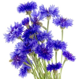 Earthcare Seeds Cornflower Tall Blue Heirloom Bachelors Button 1000 Seeds Centaurea Cyanus