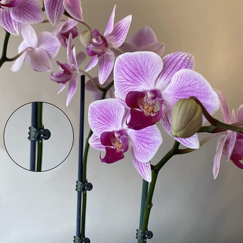 Plant Clips,100pcs Orchid Clips Plastic Plant Climbing Wall Fixture Clips,