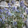 Outsidepride 5000 Seeds Perennial Silver Blue Eryngium Planum Sea Holly