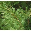 Cedar, Dogwood, Pine, Redwood, Spruce, Tree Seed by MySeeds.Co, You