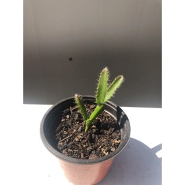 Unbranded Sprouted Yellow Dragon Fruit Sweet Tropical Live Plant Dragon Fruit With Pot