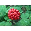 American Ginseng Transplant Roots 4 Years (Premium Quality, Seed Producing