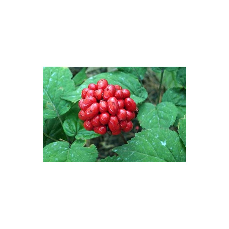 American Ginseng Transplant Roots 4 Years (Premium Quality, Seed Producing