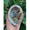 Abalone Shell, Seashell Incense Burner, Smudge Bowl for Holding Smudge