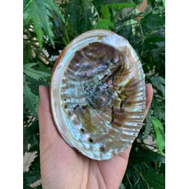 Abalone Shell, Seashell Incense Burner, Smudge Bowl for Holding Smudge Sticks, Incense, Crafts, Display, Large - 5" to 6"