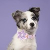 Lionet Paws Spring Female Dog Collar with Flower, Soft Comfortable