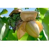 Musa Basjoo Banana Tree Cold Hardy | Japanese Banana Live