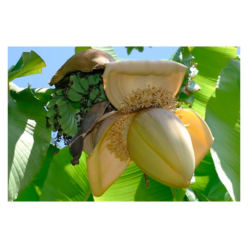 Musa Basjoo Banana Tree Cold Hardy | Japanese Banana Live