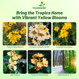 Outsidepride Crossandra Yellow Splash Seeds – 15 Pcs Perennial, Tropical Firecracker Plant Seeds for Bright Blooms, Vibrant Gardens, Indoor & Outdoor Plant Displays