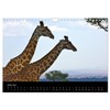 Giraffes - Lovely Giants of the African Savannah (Wall Calendar