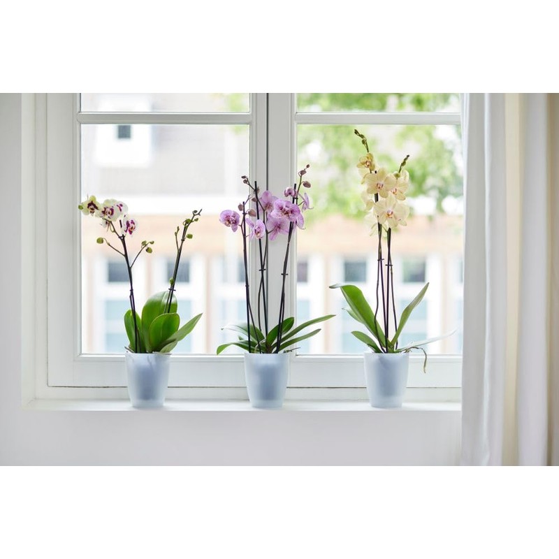 elho Brussels Orchid High 12.5 - Flower Pot for Indoor