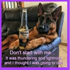 German Shepherd refrigerator magnet 3 1/2 x 3 1/2  Made in USA