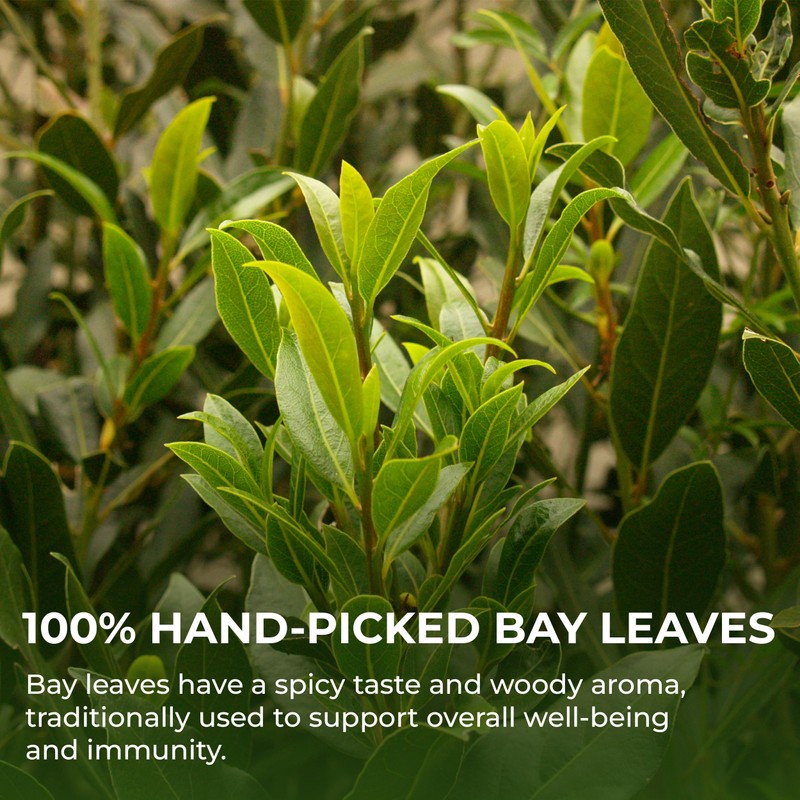 Bay Leaves Tea - 550 Dried Whole Leaves, 4.06 oz,