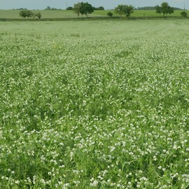 Arivka Pea Garden Seeds - 5 Lb ~11,500 Seeds - Non-GMO Green Pea Seeds - Cover Crop - AKA: Arivka Field Pea