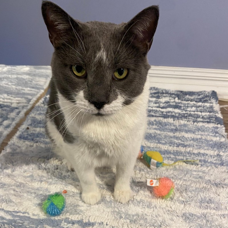 SPOT Stringy Mice & Balls - Catnip Cat Toys, Interactive,