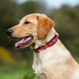 Terrain D.O.G. Reflective Neoprene Lined Dog Collar, 19" (17 - 20 in., 1 in. width), Red